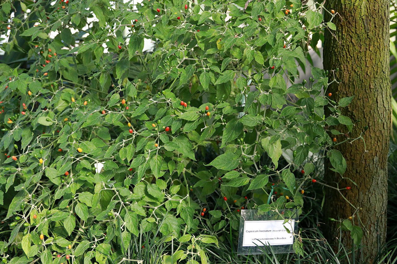 Capsicum baccatum