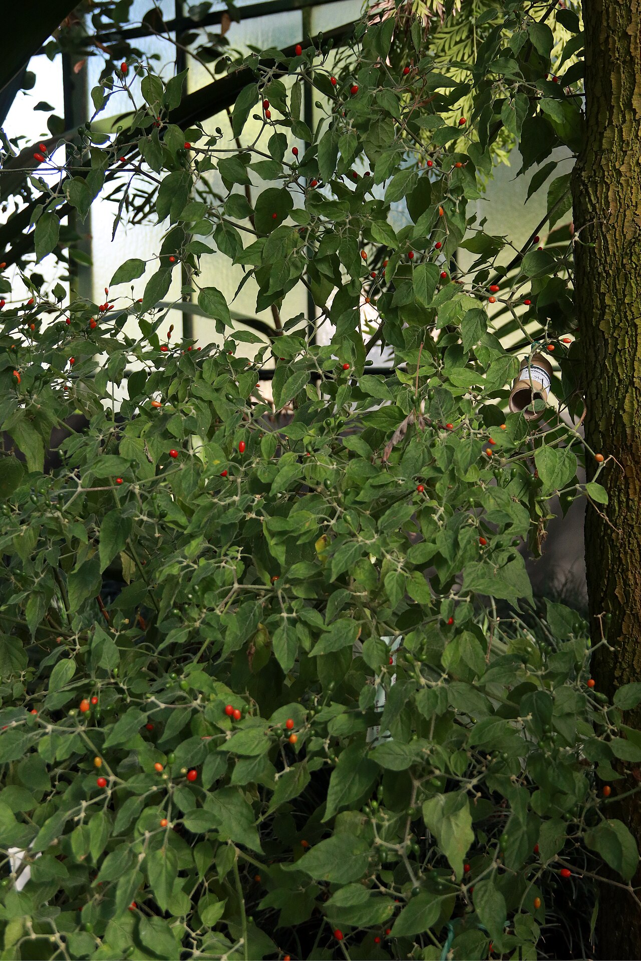 Capsicum baccatum