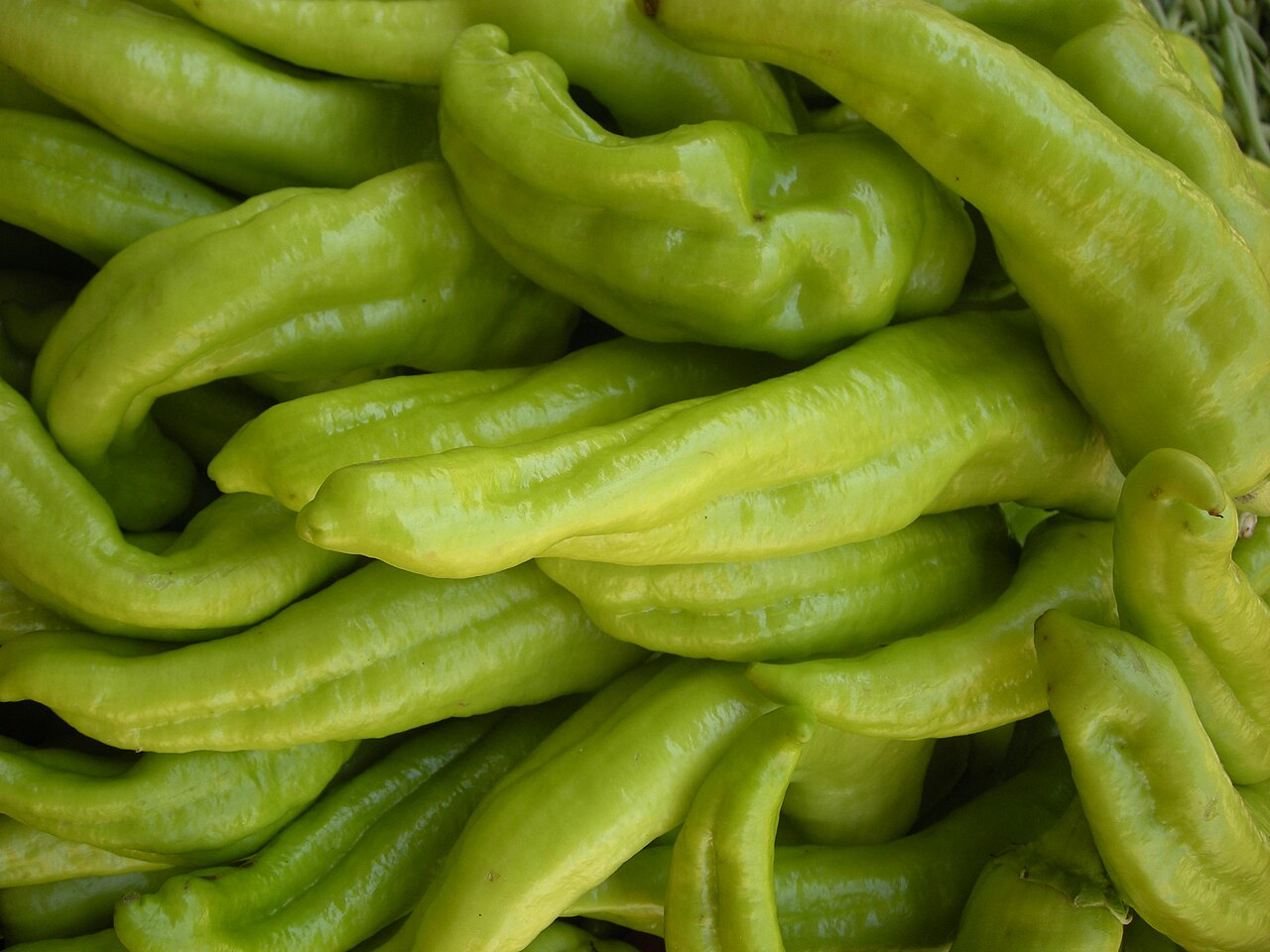 Capsicum baccatum